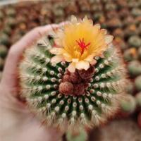 ราคา Notocactus schlosseri โนโตแคคตัสสีส้ม ดอกเหลืองไซต์ใหญ่ (5559130914)