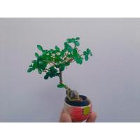 ราคา {ต้นไม้จริง} เพรมน่าไต้หวัน ตัดแต่งกิ่ง พร้อมกระถาง (12092623254)