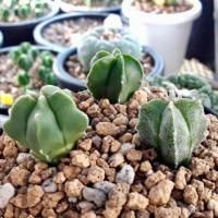 ราคา แคคตัส แอสโตรไฟตัม มายริโอเพาะเมล็ดจากพ่อกิกโกะด่าง ลุ้นกิกโกะ ลุ้นด่าง ชุด 3 ต้น (5042197029)