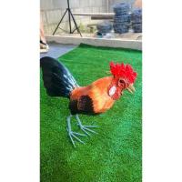 ราคา หุ่นไก่ตัวเมีย ตัวผู้ (18694977213)