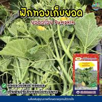 ราคา เมล็ดฟักทองเก็บยอด Pumpkin ตราภูเขาทอง เมล็ดฟักทองยอด เมล็ดพันธุ์ผัก เมล็ดผักสวนครัว เมล็ดพันธุ์ผัก (6458884642)