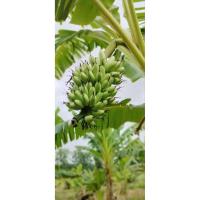 ราคา หน่อกล้วยไข่พันธ์กำแพงเพชรแตกหน่อง่ายโตเร็ว (42407051495)