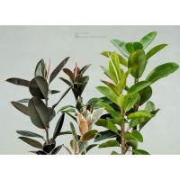 ราคา ยางอินเดีย ยางอินเดียดำ ยางอินเดียด่างชมพู (4735197217)