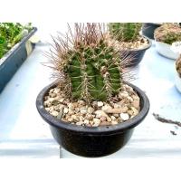 ราคา ยิมโนไซส์แม่พันธุ์/พ่อพันธุ์_แคคตัส_Gymnocalycium (9319856220)