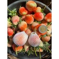 ราคา สตรอเบอร์รี่พันธุ์ 80 ไซส์ VIP (ยักษ์) (25962316523)