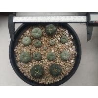 ราคา ขายโลโฟแคคตัส ไม้เมล็ดยกพอท รวมๆ (8056677581)