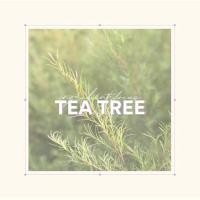 ราคา APRiLLY - Tea Tree Cleansing Bar 60g. (19507566526)