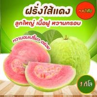 ราคา ฝรั่งใจแดง หงเป่าสือสดๆ กรอบ หวาน อร่อยมากๆ ลูกใหญ่ พร้อมส่ง (27238265780)