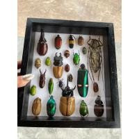 ราคา แมลงสต๊าฟ ผีเสื้อสต๊าฟ งานไอเดีย แมลงเพื่อการศึกษา กรอบไม้ กล่องแมลง ของแต่งบ้าน ของสะสม ผลิตและจัดจำหน่าย (19278106441)