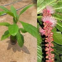 ราคา ต้นจิกเศรษฐี ไม้มงคลดอกมีกลิ่นหอม ดอกพวงยาวสวย (24010917332)