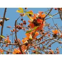 ราคา ต้นงิ้วแดง พันธุ์ไม้หายาก ดอกงิ้วใช้ทำน้ำเงี้ยว พร้อมปลูกในถุงดำ 49 บาท (24264570878)