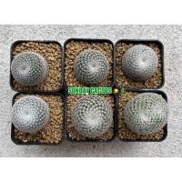 ราคา แมมนกฮูก (Mammillaria perbella) (18393608529)