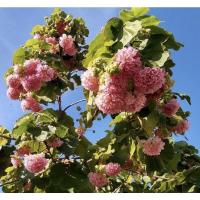 ราคา ต้นพุดตานญี่ปุ่นดอกสีชมพูเลี้ยงง่ายดอกหอม (17979079116)