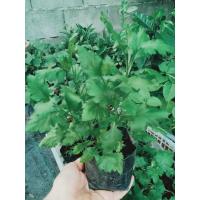 ราคา ต้นพันธุ์เก็กฮวย ดอกสีเหลือง พร้อมปลูกในถุงดำ (27881794608)