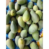 ราคา มะม่วงทองดำ เขียวมรกต เก็บสด ปลอดสาร (27737233218)