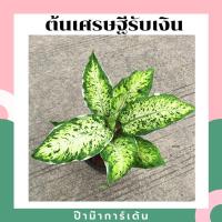 ราคา เศรษฐีรับเงิน มาในกระถางพร้อมตั้ง ไม้มงคล ต้นใหญ่ ใบสวย (9852914874)