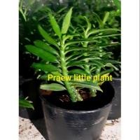 ราคา บันไดเศรษฐี ไม้มงคล กระถาง 3" (6134217548)