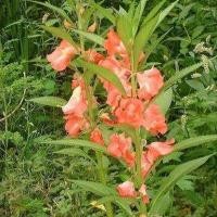 ราคา 50 เมล็ด ดอกเทียน Impatiens balsamina Seeds (เทียนบ้าน) ดอกซ้อน ดอกสีส้ม (24897345835)