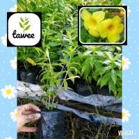 ราคา ต้นบานบุรีแคระ บานบุรี ต้นบานบุรี ถุงชำ 2 นิ้ว (4071290877)