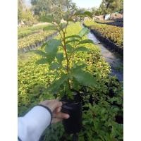 ราคา มะตูมแขก หรือ มะตูมซาอุ เพาะเมล็ด (7779836405)