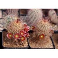 ราคา เมล็ด Echinocereus fiehnii เมล็ดแคคตัส เมล็ดกระบองเพชร (3884049741)