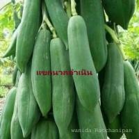 ราคา เมล็ดพันธุ์มะละกอแขกนวลดำเนิน ลูกดก ต้นเตี้ย บรรจุ200เมล็ดแถมฟรีวิธีปลูก (20086635334)