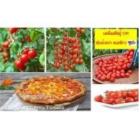 ราคา เมล็ดพันธุ์ มะเขือเทศ เชอรี่ สีแดง - Small Red Cherry Tomato 100 เมล็ด ทานสด หรือทำสลัด ก็อร่อย เมล็ดนำเข้าจาก #USA (7135575022)