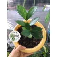 ราคา #กวักมรกตด่าง#กวักด่าง#กวักมรกต (13376061411)