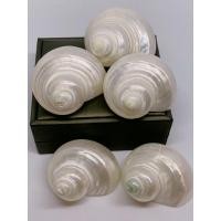 ราคา ยกแพ็ก5ชิ้น เปลือกหอยโข่งเขียวขัดมุก ขนาดเล็ก 4-4.5CM เปลือกหอยแท้ (3777006791)