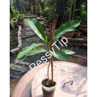 ราคา ต้นกล้าตีนเป็ด(พญาสัตบรรณ) (6881831449)