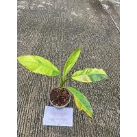 ราคา ต้นกล้วยเล็บมือนางด่างบางกรวย ต้นที่ส่ง คือ ต้นในรูป (25046804544)