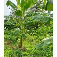 ราคา หน่อกล้วยน้ำว้าพันธุ์มะลิอ่อง จำนวน 3 หน่อ (19077110100)