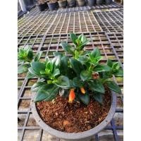ราคา ต้นปลาทองนำโชค#ไม้มงคล#ปลาทอง (Goldfish Plants) / ปลาทองนำโชค (9778698400)