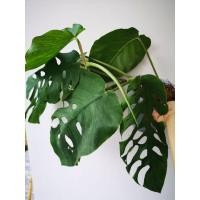 ราคา มอนสเตอร่าดูเบีย ร่าง3 ไม้ฟอกอากาศ (Monstera dubia) (9854816010)