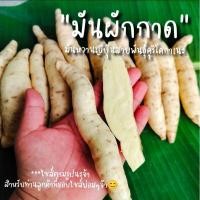 ราคา มันผักกาด ***ไซส์เล็ก 1 กิโลกรัม (28502110980)