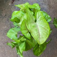 ราคา ต้นออมเงิน ออมทอง ออมนาค (5642421346)