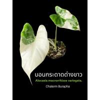 ราคา บอนกระดาดด่างขาว Alocasia macrorrhizos var (16067455009)
