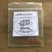 ราคา เมล็ดฟ้าทะลายโจร (150+เมล็ด)เม็ดฟ้าทะลายโจร ฟ้าทะลายโจร ฟ้าทะลาย (5642390349)