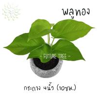 ราคา พลูทอง ขนาดกระถาง 4 นิ้ว ต้นไม้ฟอกอากาศ ต้นไม้ในร่ม ต้นไม้ในออฟฟิศ ต้นไม้ พลูทอง ต้นไม้ประดับ ต้นพลูทอง ราคาถูก ส่ง (4340804794)