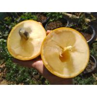 ราคา ต้น Abiu อะบิว เอบิว อินโด หวานอร่อยมาก ต้นเพาะเมล็ด (10609918740)