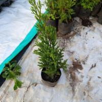 ราคา สนมังกร ขนาดถุง 2.5 × 7 (27561450472)