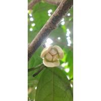 ราคา ต้นจำปูน ดอกจำปูน ดอกไม้หอมของไทย (55252071356)