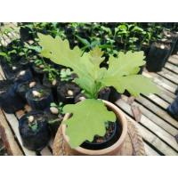 ราคา ต้นโอ๊ค ต้นโอ๊คเพาะเมล็ด Oak European oak/English oak อายุ 3 เดือน (15696171220)