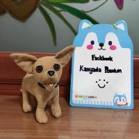 ราคา ตุ๊กตาหมาชิวาว่า ป้ายapplause (2370930518)