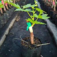 ราคา ต้นองุ่นพันธุ์โกลเด้นมัสแคท​ ลูกกลมสีเขียวอ่อน​ กรอบมีกลิ่นหอมเวลากัดลูก​ ปลูกง่ายทนแดด (9682194936)