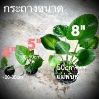 ราคา ต้นเศรษฐีพัดโบกริ้วทอง เลี้ยงในน้ำได้ ไม้เสริมเมตตามหาเสน่ห์ (20810293054)