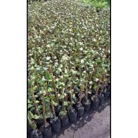 ราคา ต้นพุทรานมสด 100% ดูแลง่าย (10101620058)