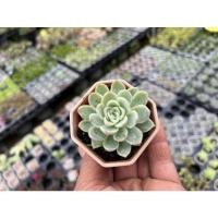 ราคา Echeveria 'Violet Queen' ไม้อวบน้ำ น่ารักๆ กระถาง 2 นิ้ว (21932728389)