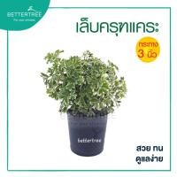 ราคา เล็บครุฑแคระ กระถาง 3 นิ้ว ต้นไม้ฟอกอากาศ ต้นไม้ในร่ม ต้นไม้ plant (2841271939)