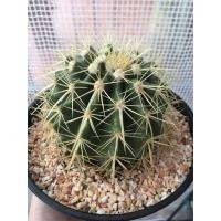 ราคา ต้นกระบองเพชร ถังทอง (5479763476)